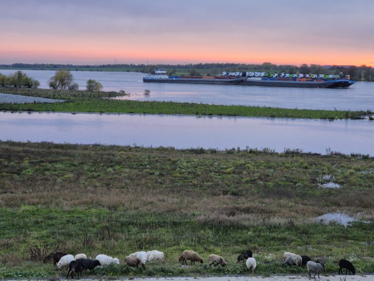 Schafe am Ufer des Emscherdeltas bei Abendstimmung. Im Hintergrund ein Frachtschiff auf Gewässer.