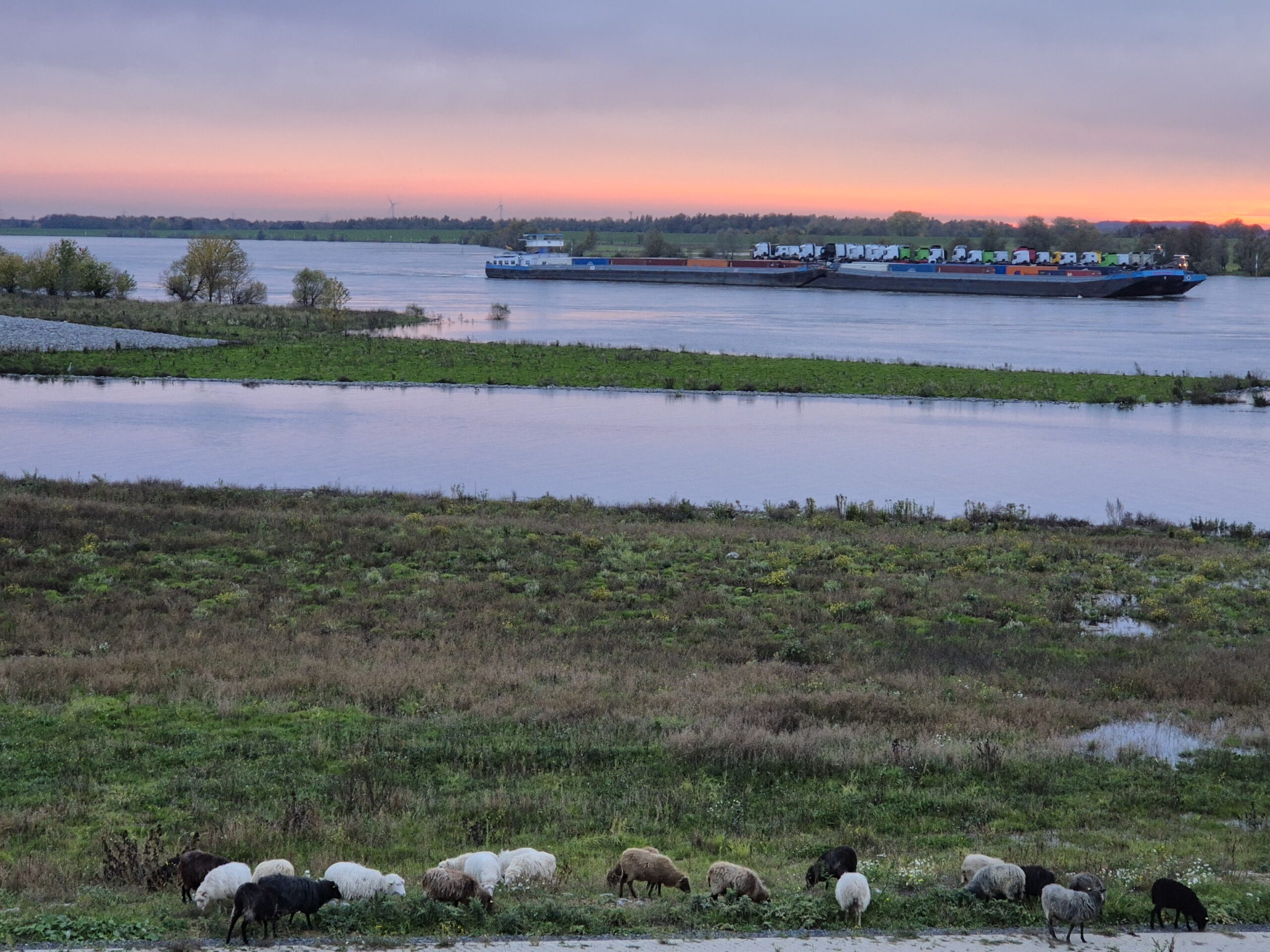 Schafe am Ufer des Emscherdeltas bei Abendstimmung. Im Hintergrund ein Frachtschiff auf Gewässer.