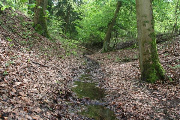 Waldlandschaft um die Emscherquelle