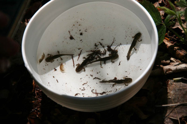 Detailaufnahme einer mit Wasser gefüllten Schale, in der Tiere schwimmen.