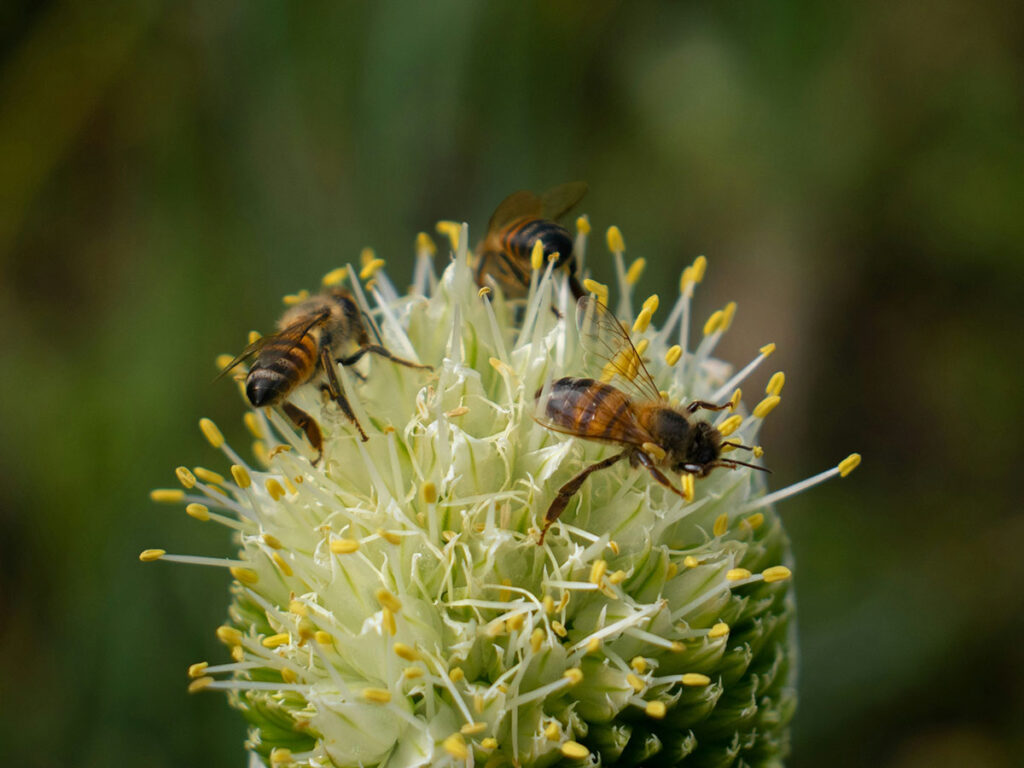 Nahaufnahmen von 2 Bienen auf der Blüte einer Kopfweide.