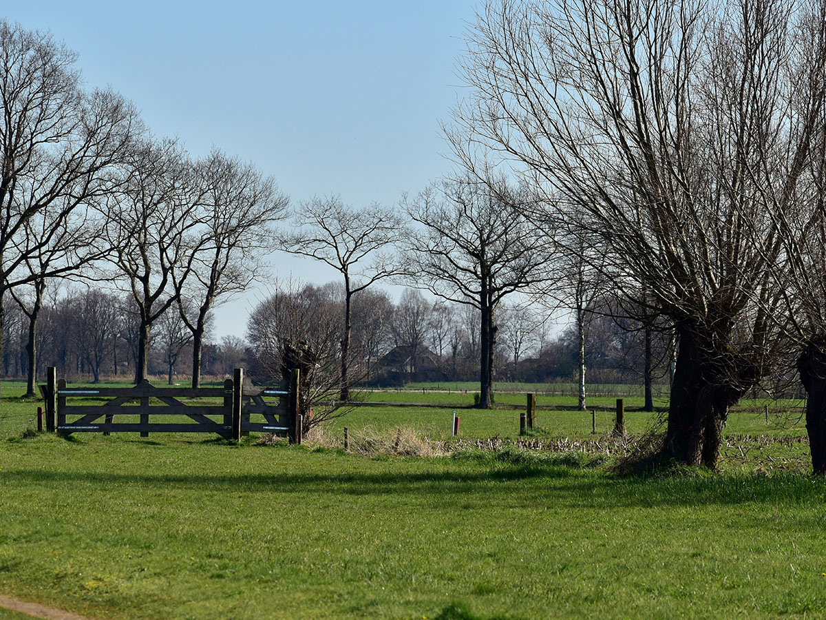 Ältere Kopfweiden auf umzäunter Wiesenlandschaft.