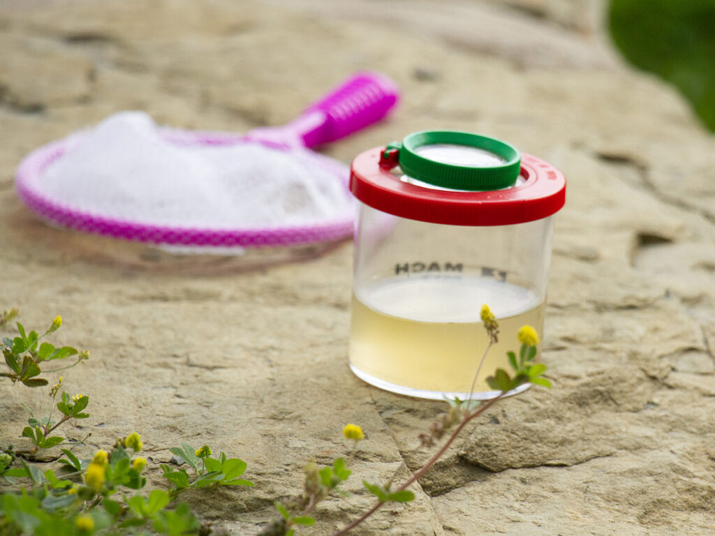 Lupenglas und Kescher auf großem Stein und Naturblumen im Vordergrund