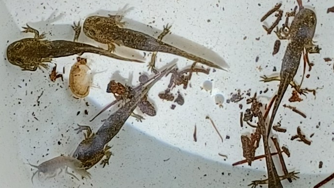 Hoffnungsschimmer im Bachlauf: Salamander-Nachwuchs im Dortmunder Süden