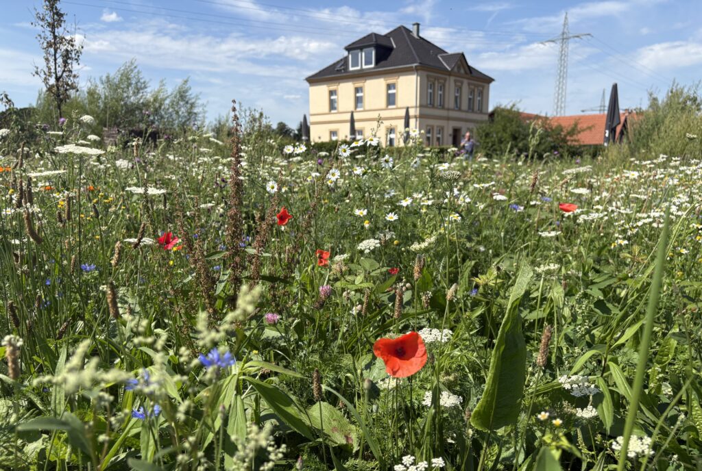 Wildblumenwiese mit Mohnblumen vor Gebäude des Hof Emschauer-Auen