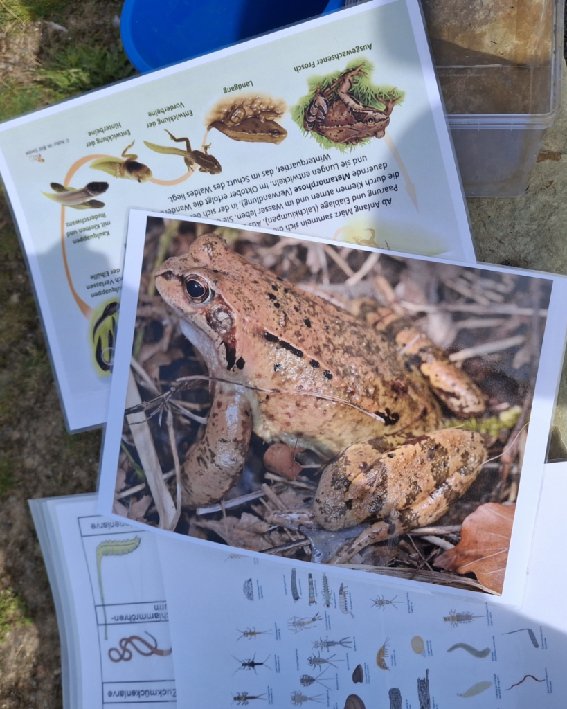Ausgedrucktes Foto eines Frosches auf anderen Infosmationsmaterialien
